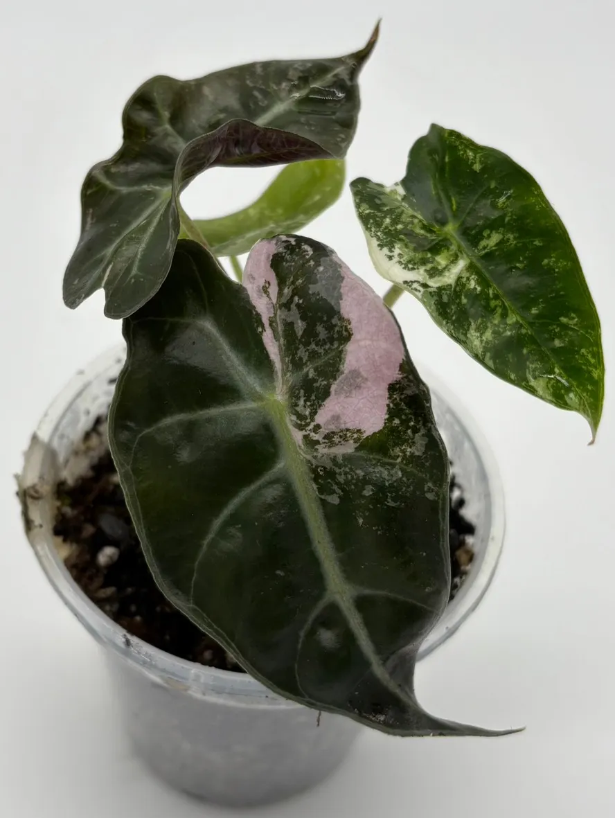 Alocasia Polly Pink Snow ($109) from @ZenDaisyStudios