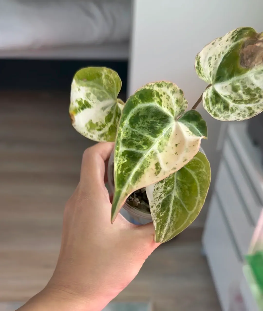 Variegated Anthurium (Michelle x Zara) x pap ($1200) from