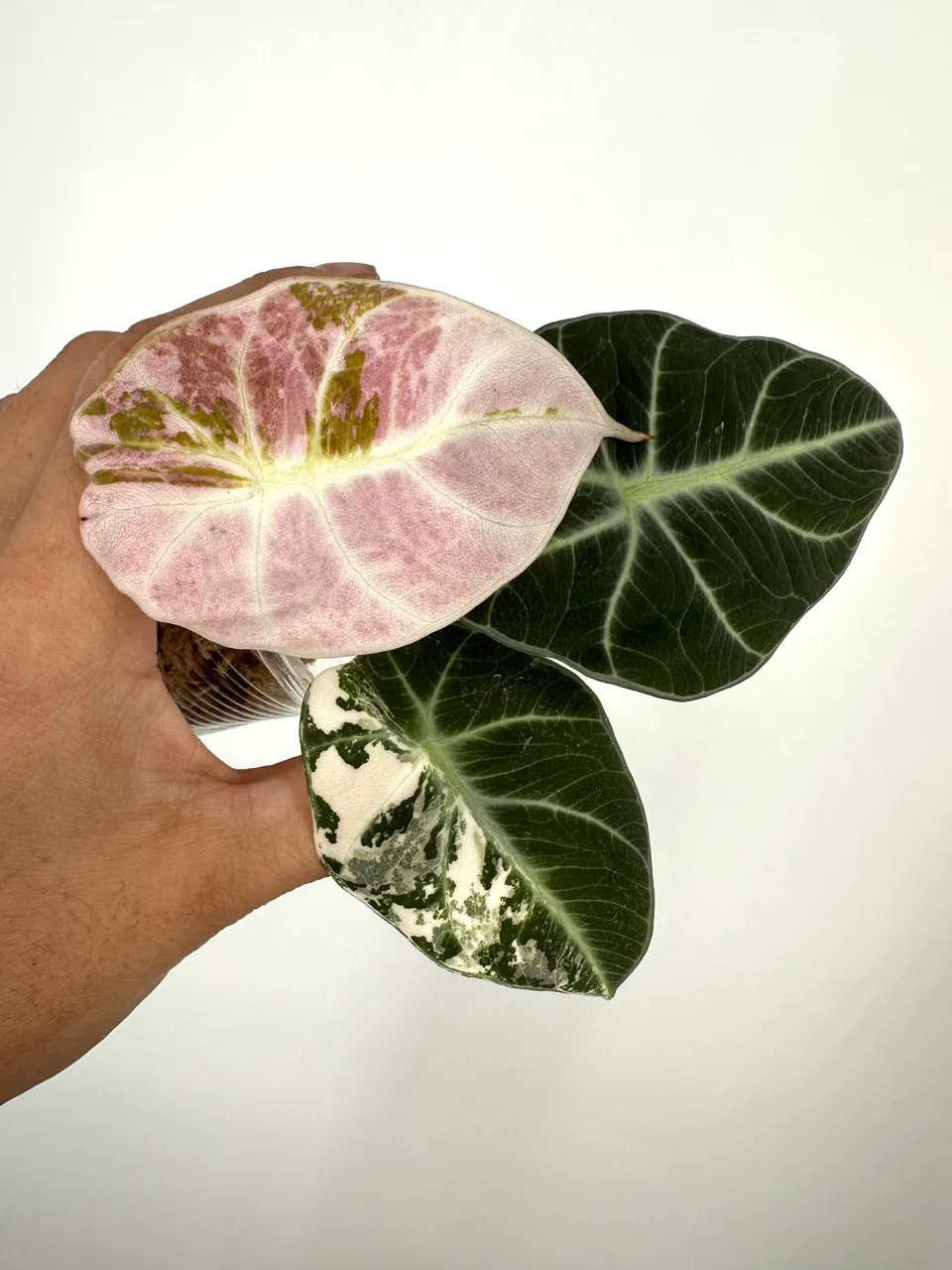 Alocasia Albo Pink Ninja ($597) from @MildToWildStudio