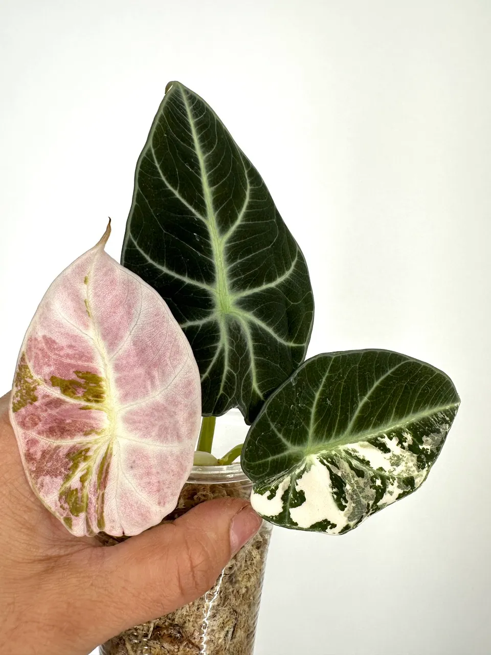 Alocasia Albo Pink Ninja ($597) from @MildToWildStudio