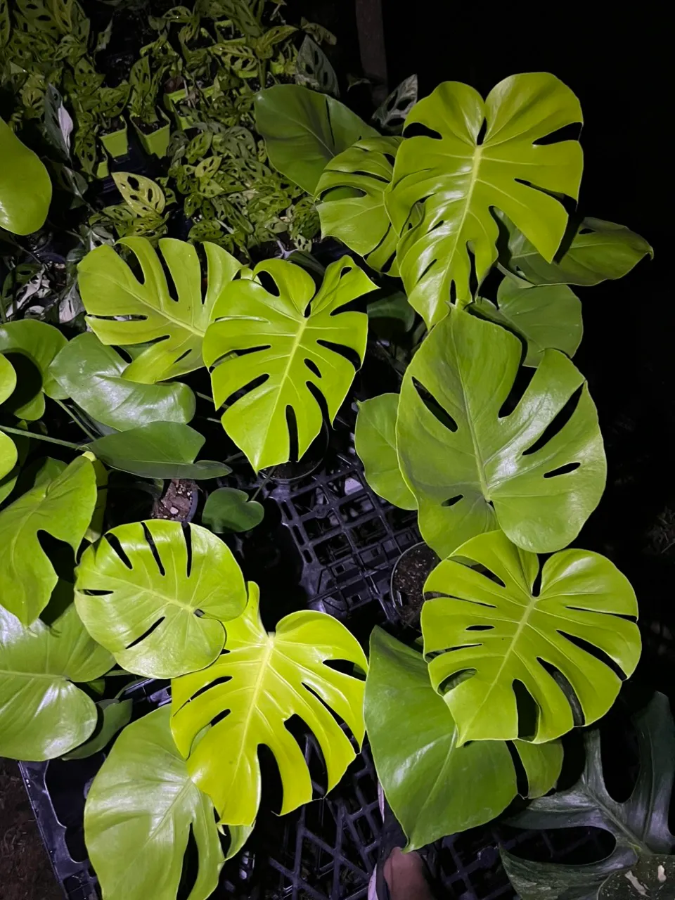 Monstera Lemon Lime “Banana” ($199) from @JuNgLe_JaMeS_tRoPiCaL_pLaNtS