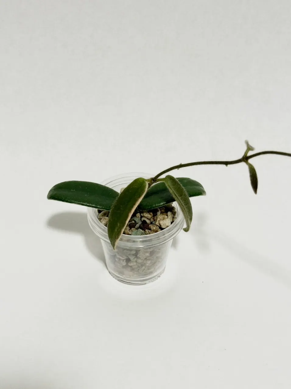Hoya lyi 'Prism' (Pink Flowers) ($35) from @thetrailingfoliage