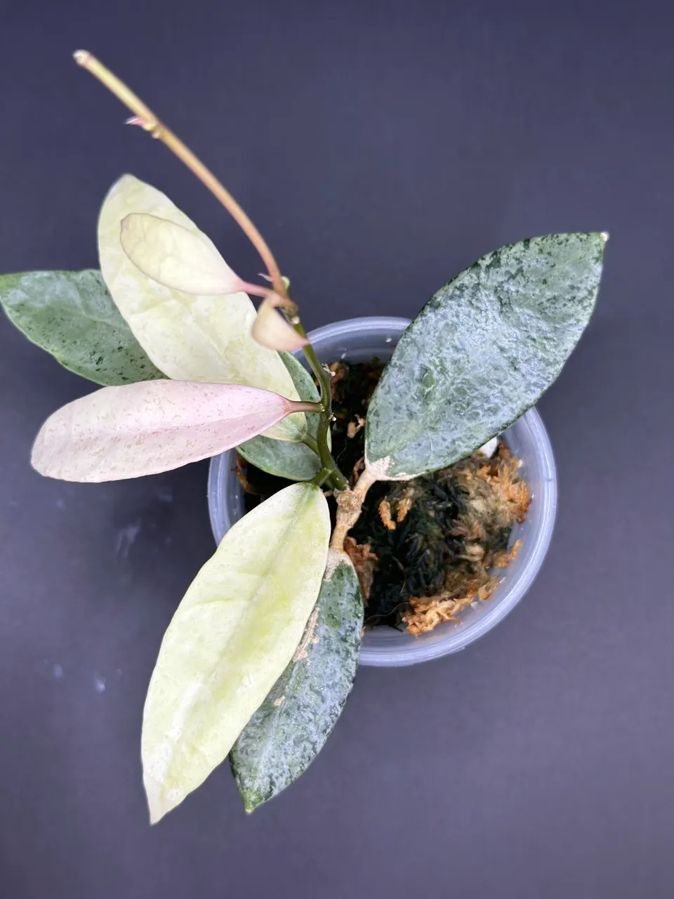 🦄Hoya Lacunosa Winter Pandora ($115) from @Anchored_Roots