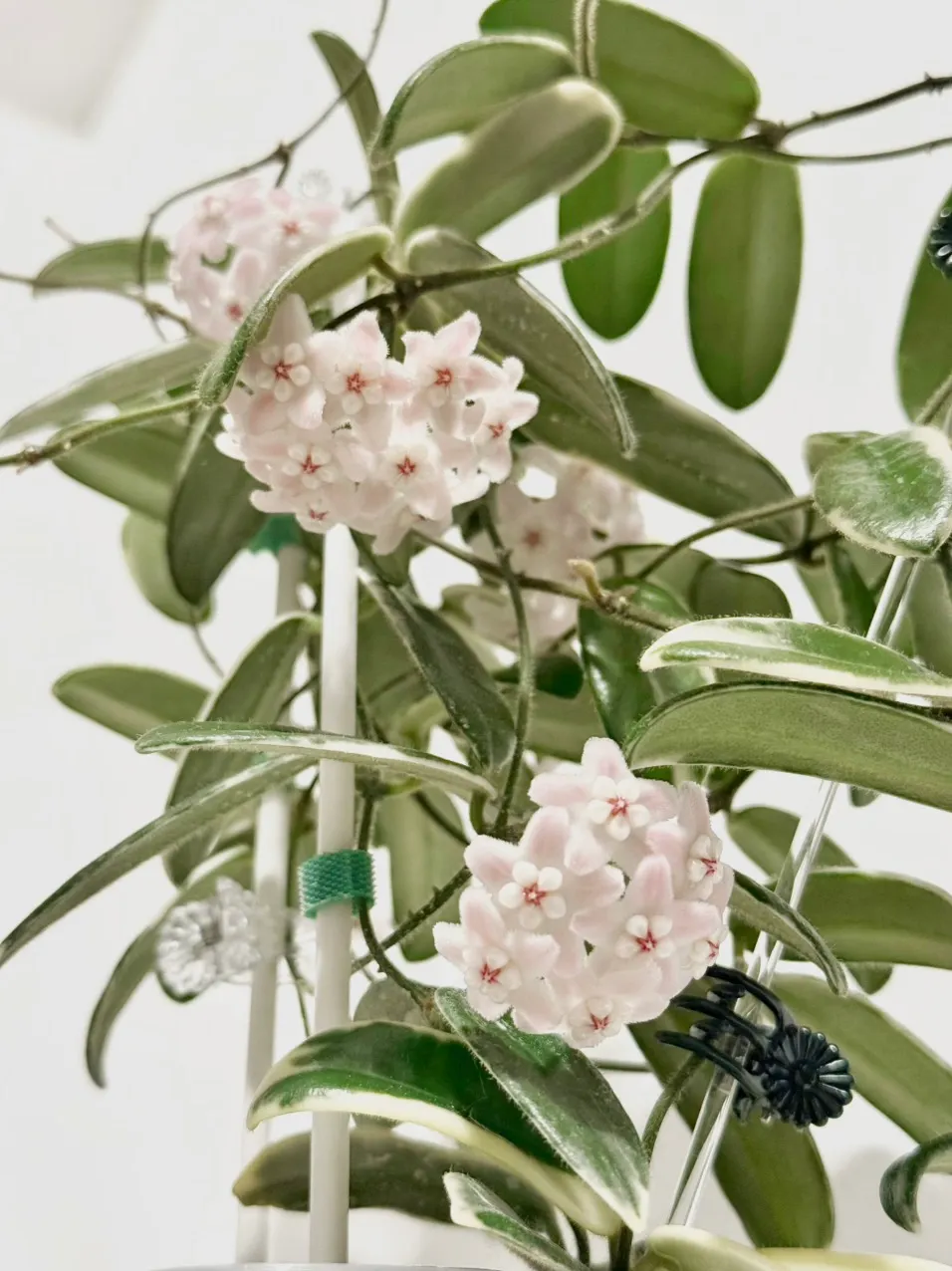 Hoya lyi 'Prism' (Pink Flowers) ($35) from @thetrailingfoliage