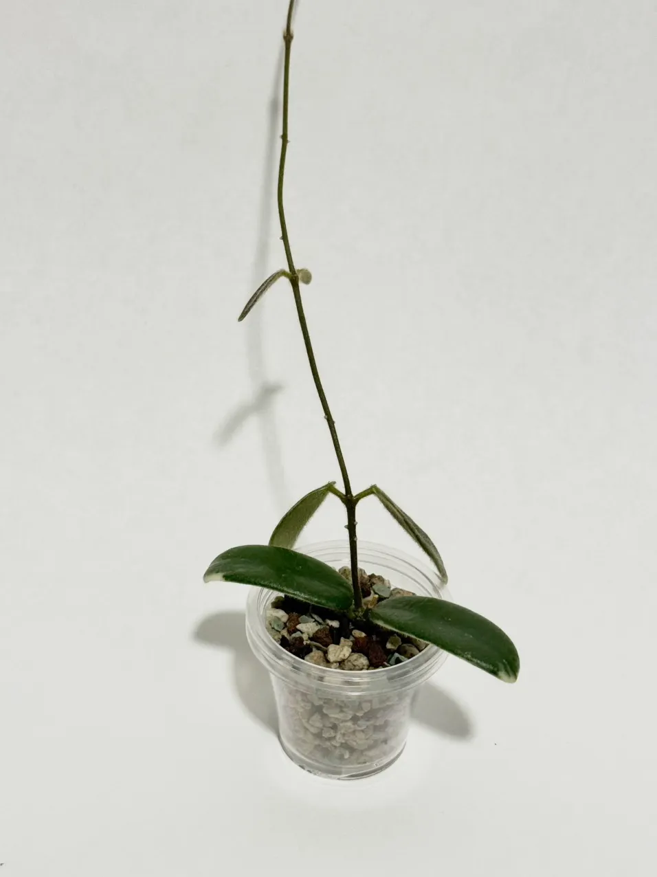 Hoya lyi 'Prism' (Pink Flowers) ($35) from @thetrailingfoliage