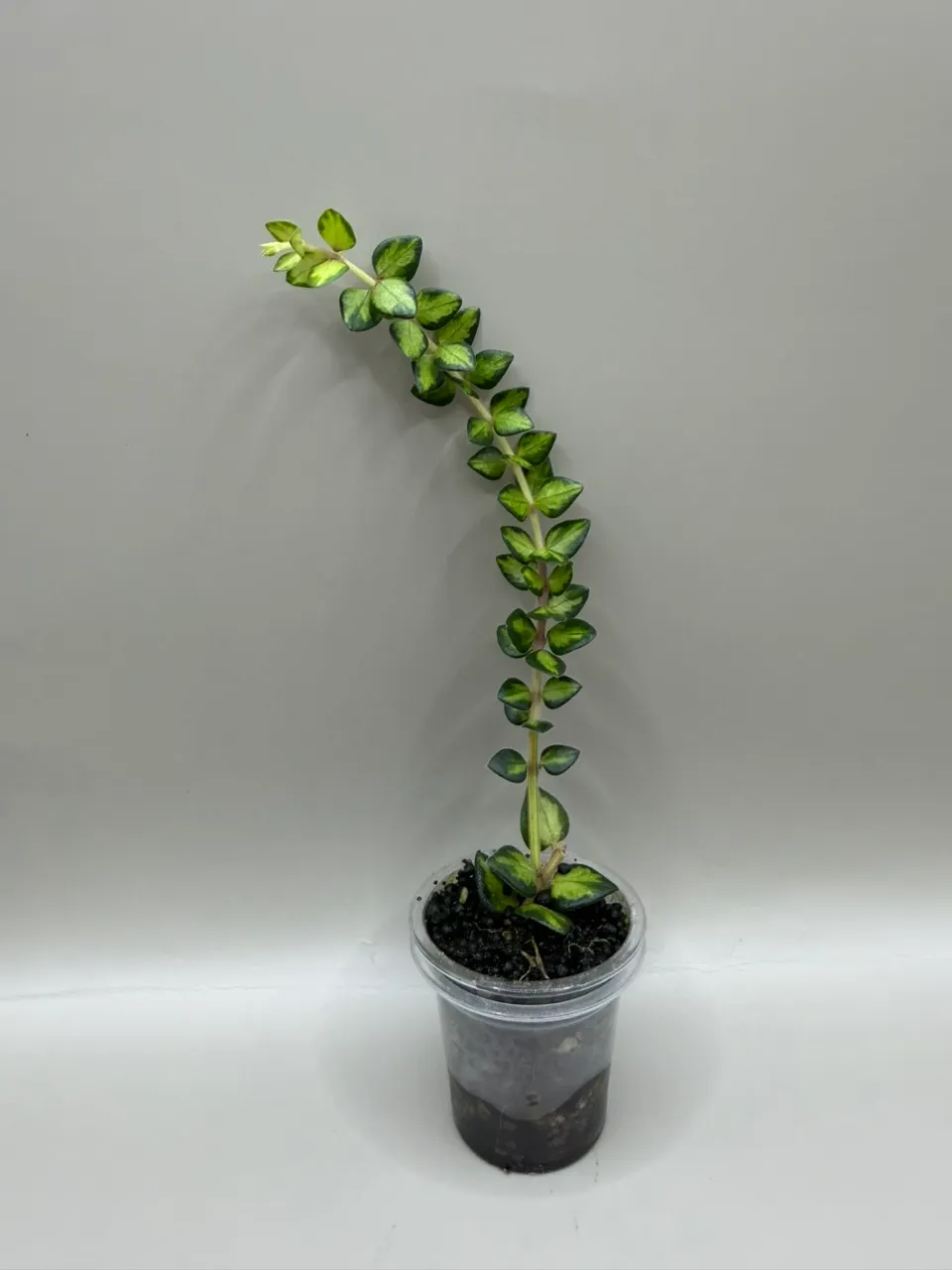 Hoya Variegated Chinghungensis ($140) from @LeafyLeafHawaii