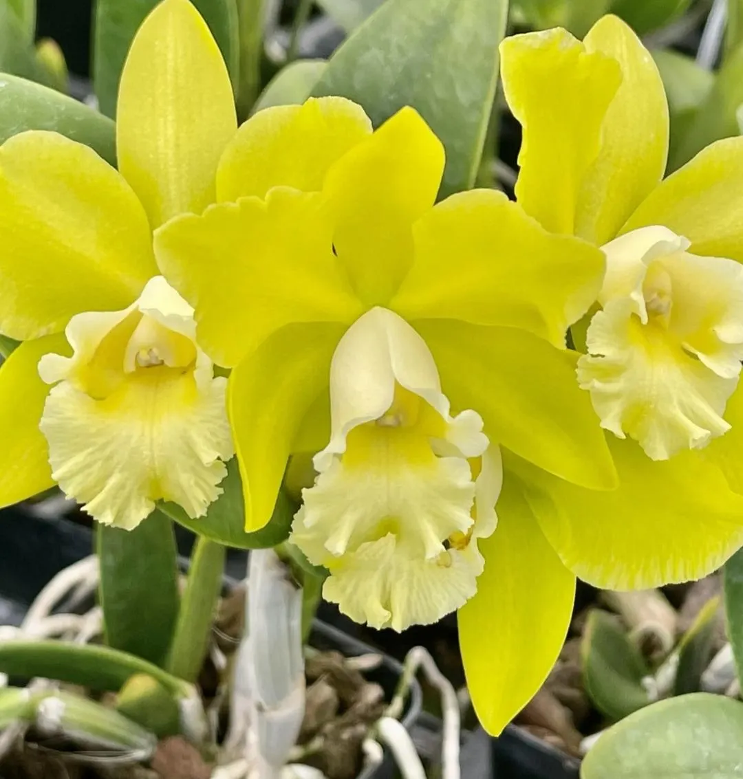 Blc hawaiian passion carmela fragrant starter ($10) from
