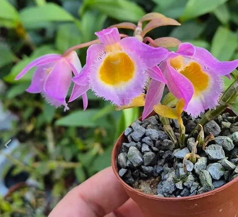 Pcv Key lime stars pink flush x blc Waikiki gold lea in spike ($28