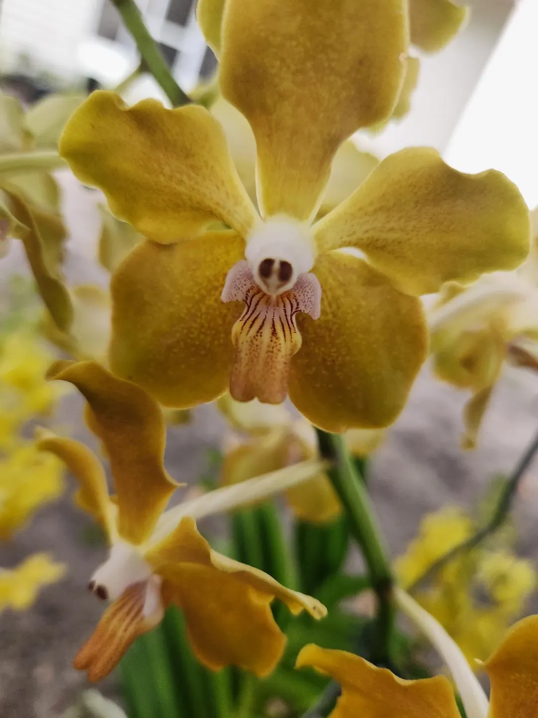 Pcv Key lime stars pink flush x blc Waikiki gold lea in spike ($28