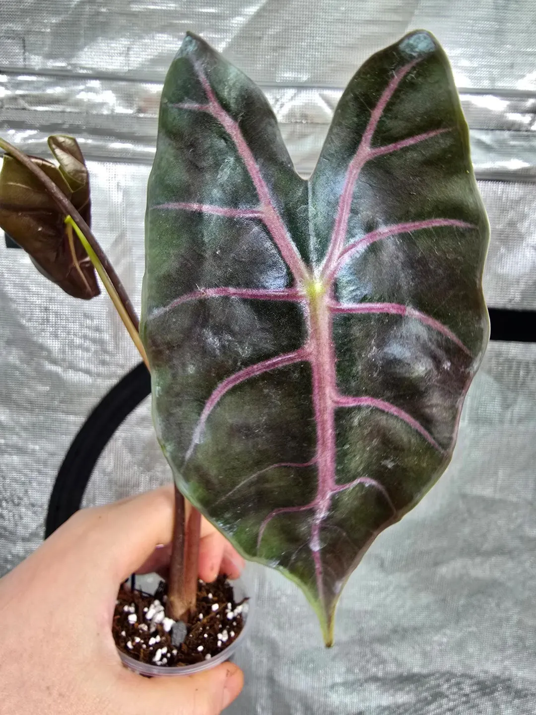 m*o様 ラストAlocasia Black Satun Pink Bone　抜 Alocasia Black Satun Pink Bone CORM - Grower's choice ($50) from