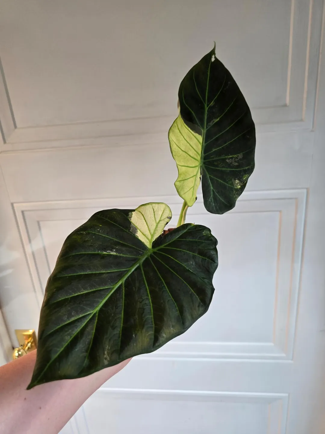 Alocasia Regal Shield Albo (Turned green on green) pup ($75) from