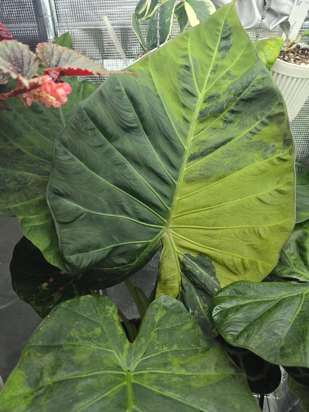 Alocasia Regal Shield Albo (Turned green on green) pup ($75) from