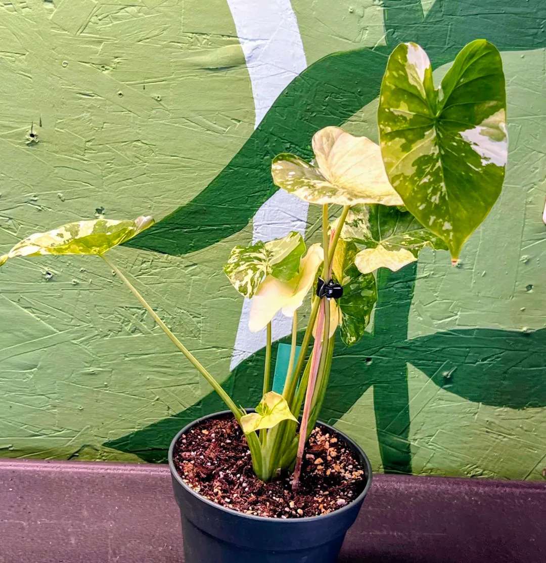 レア　アロカシア Gageana Albo Variegated大球 Alocasia Gageana Albo ($45) from @YourPlantHaven