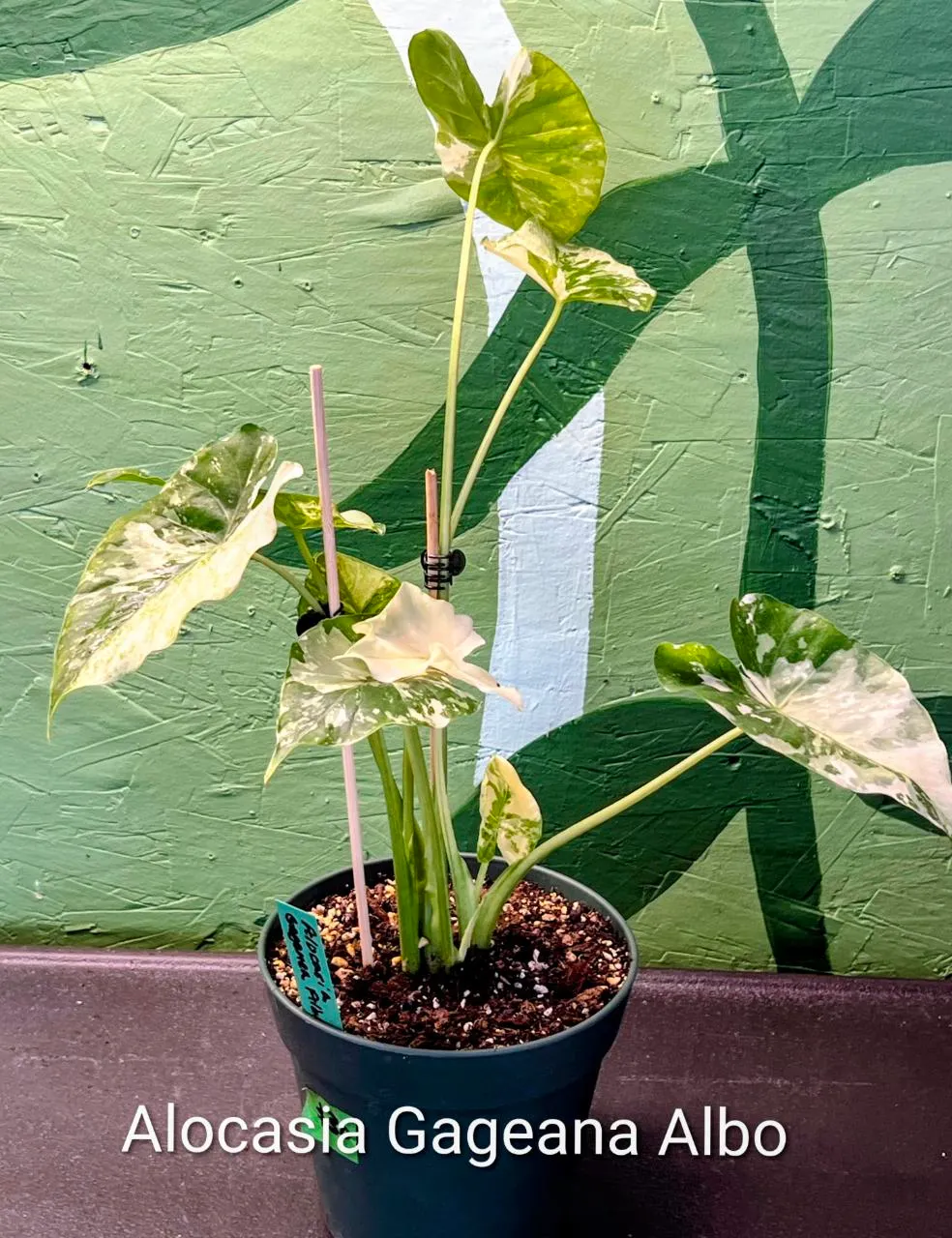 Alocasia Gageana Albo ($45) from @YourPlantHaven