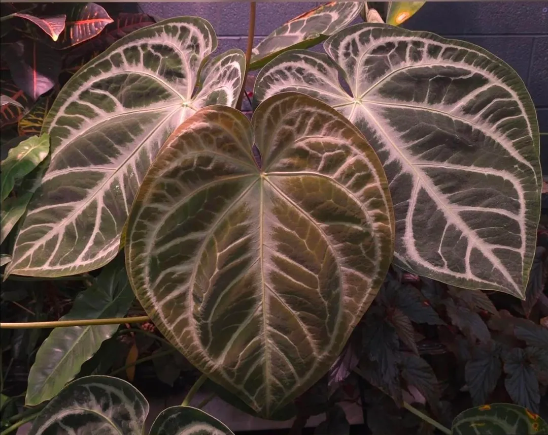 Anthurium SKG Silver X Red Crystal 4in ($45) from @MiyagisGarden