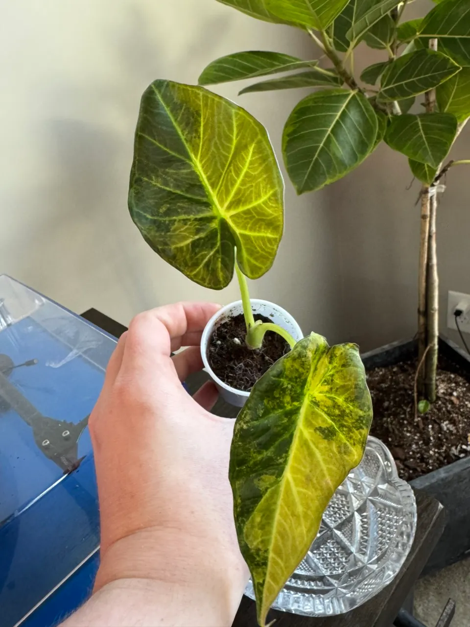 Alocasia Regal Shield “Blue Jeans” corm ($65) from @HazyFoxGardens
