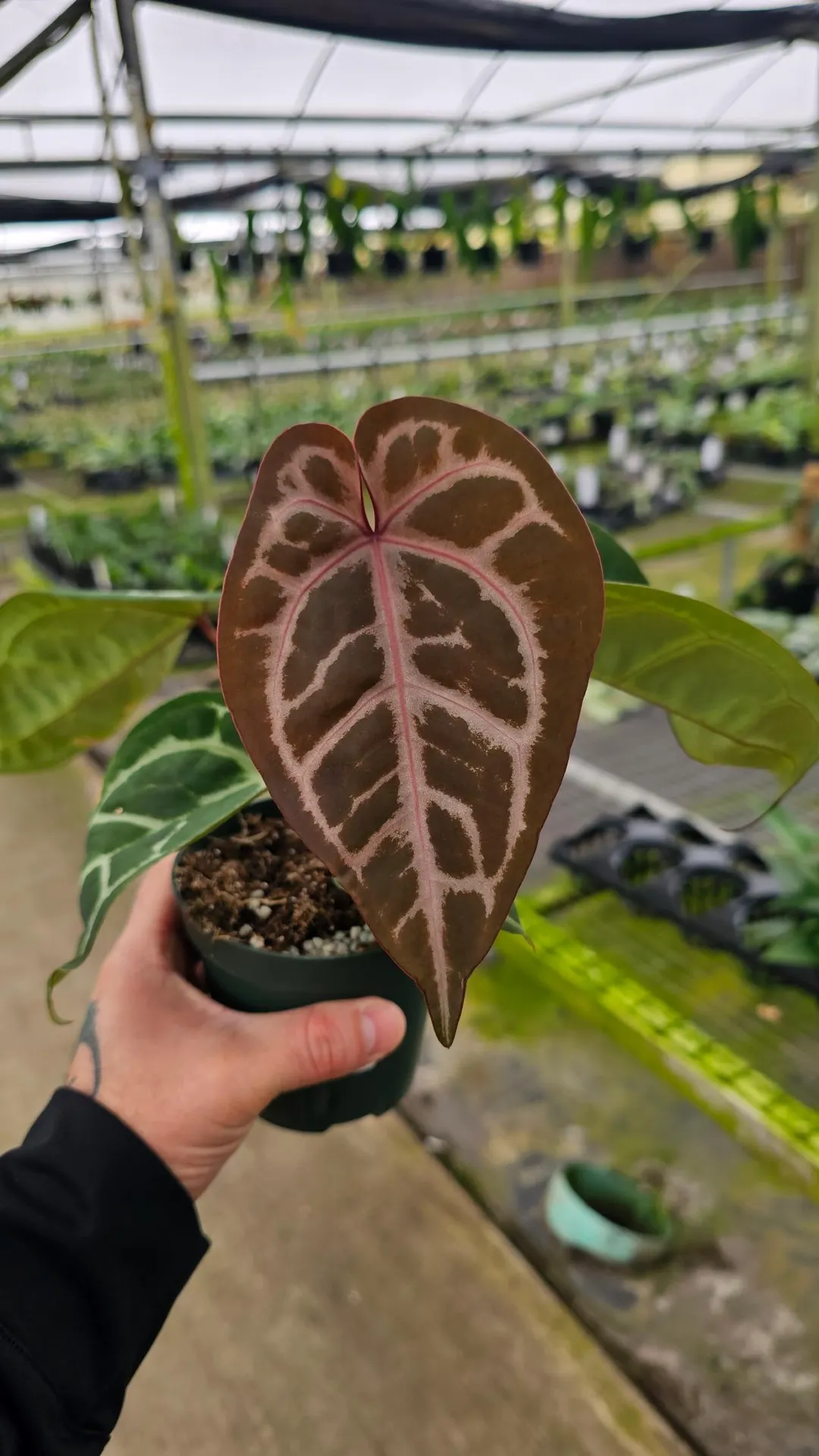 A.Crystall × (SKG Silver×Red Magnificum) Anthurium SKG Silver X Red Crystal 4in ($45) from @MiyagisGarden