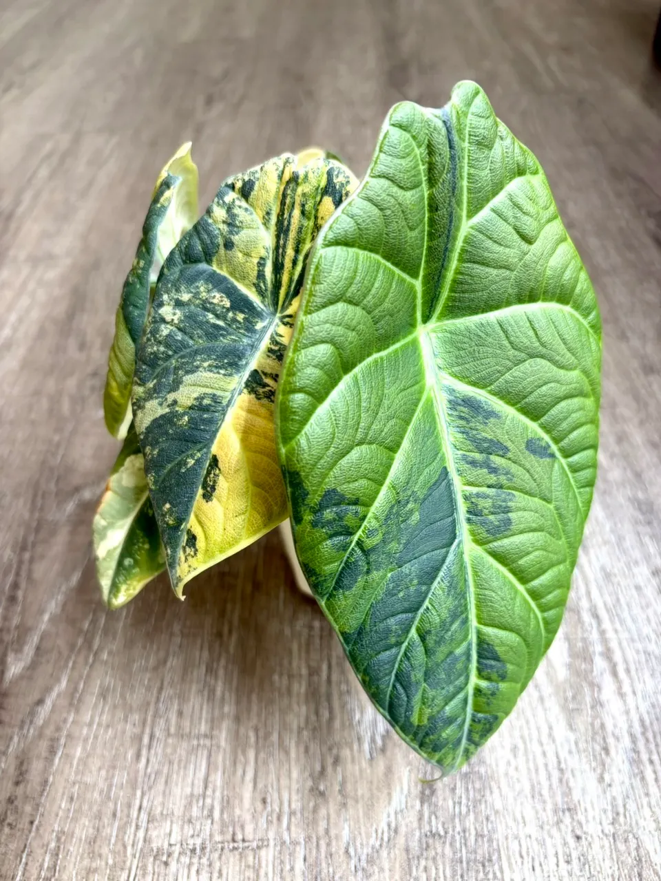 Lemon Lime Maharani Corm 🍋(Grower's Choice) ($235) from