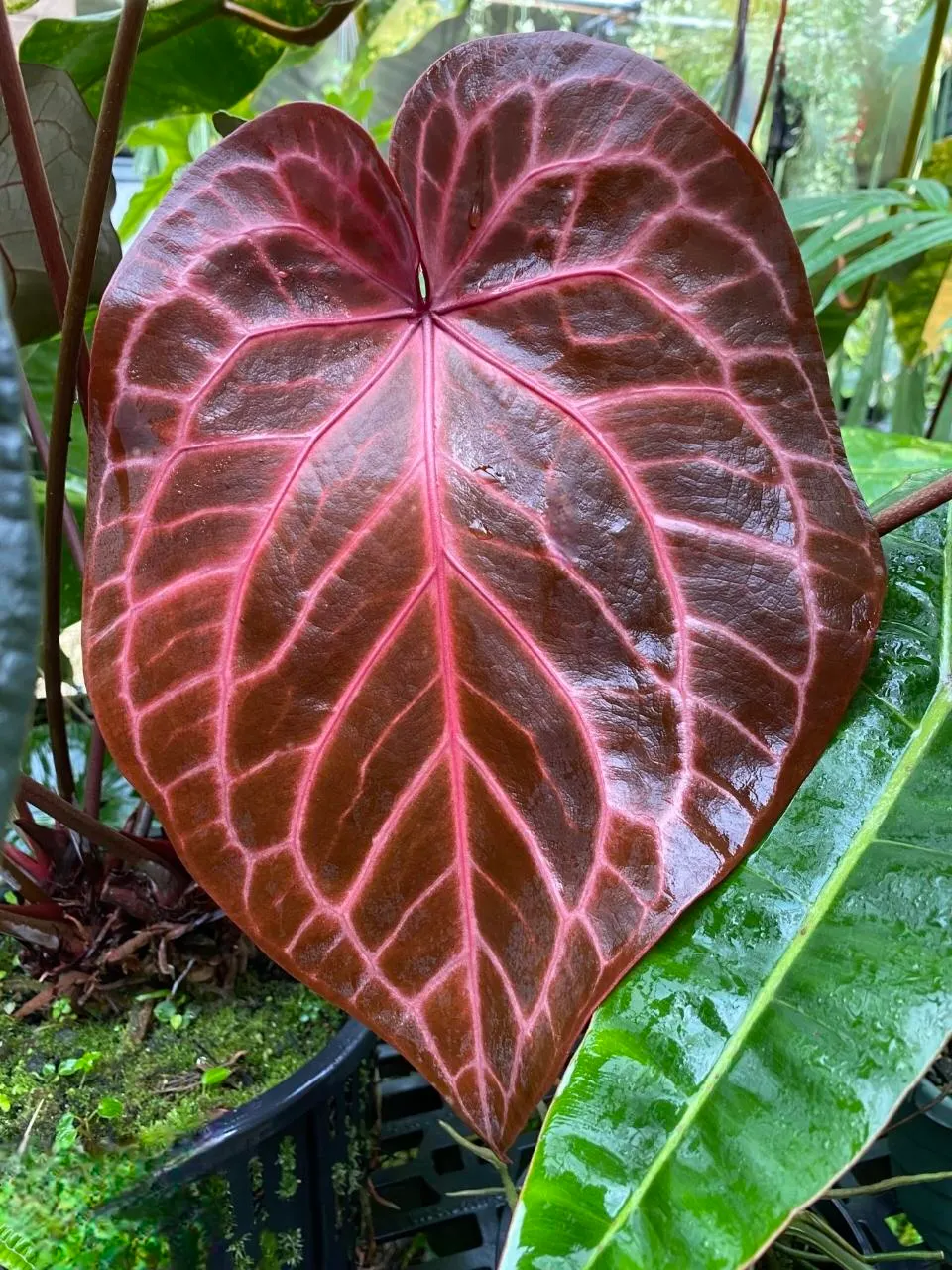 Anthurium SKG Silver X Red Crystal 4in ($45) from @MiyagisGarden