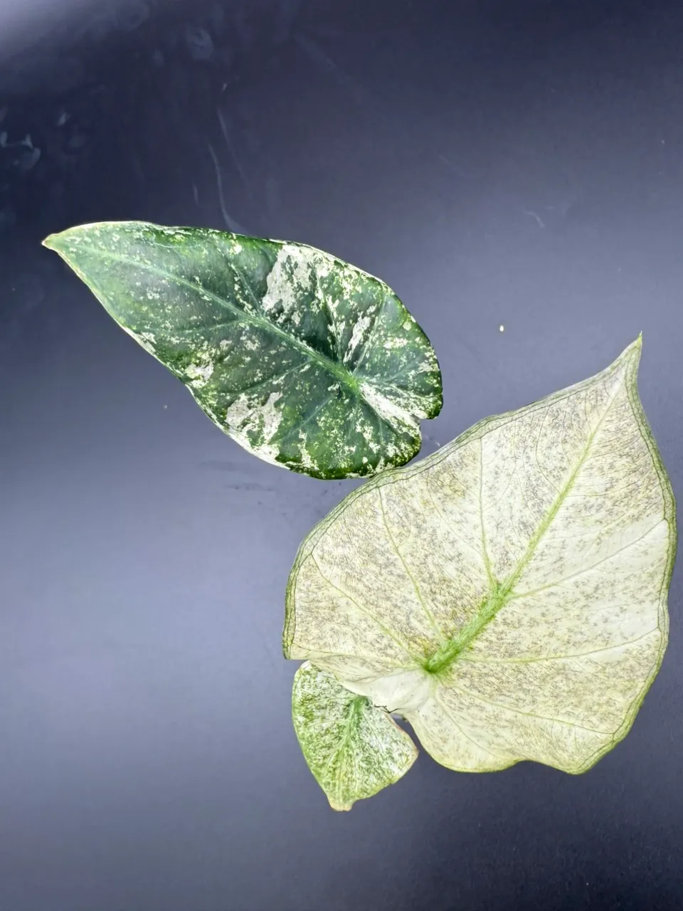 Alocasia Regal Shield Albo Mint ($299) from @MandiesPlanties