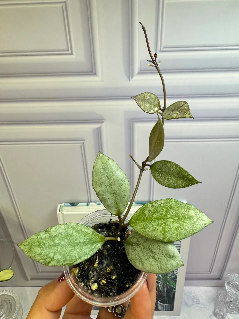 Hoya Kinabalu Silver 7 node Plant with new growth ($429) from