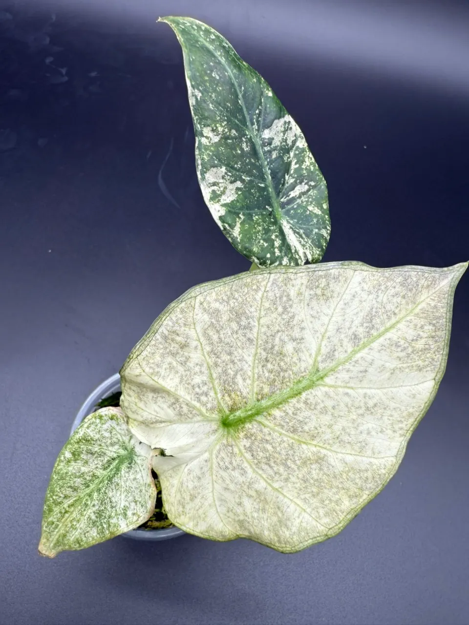 Alocasia Regal Shield Albo Mint ($299) from @MandiesPlanties