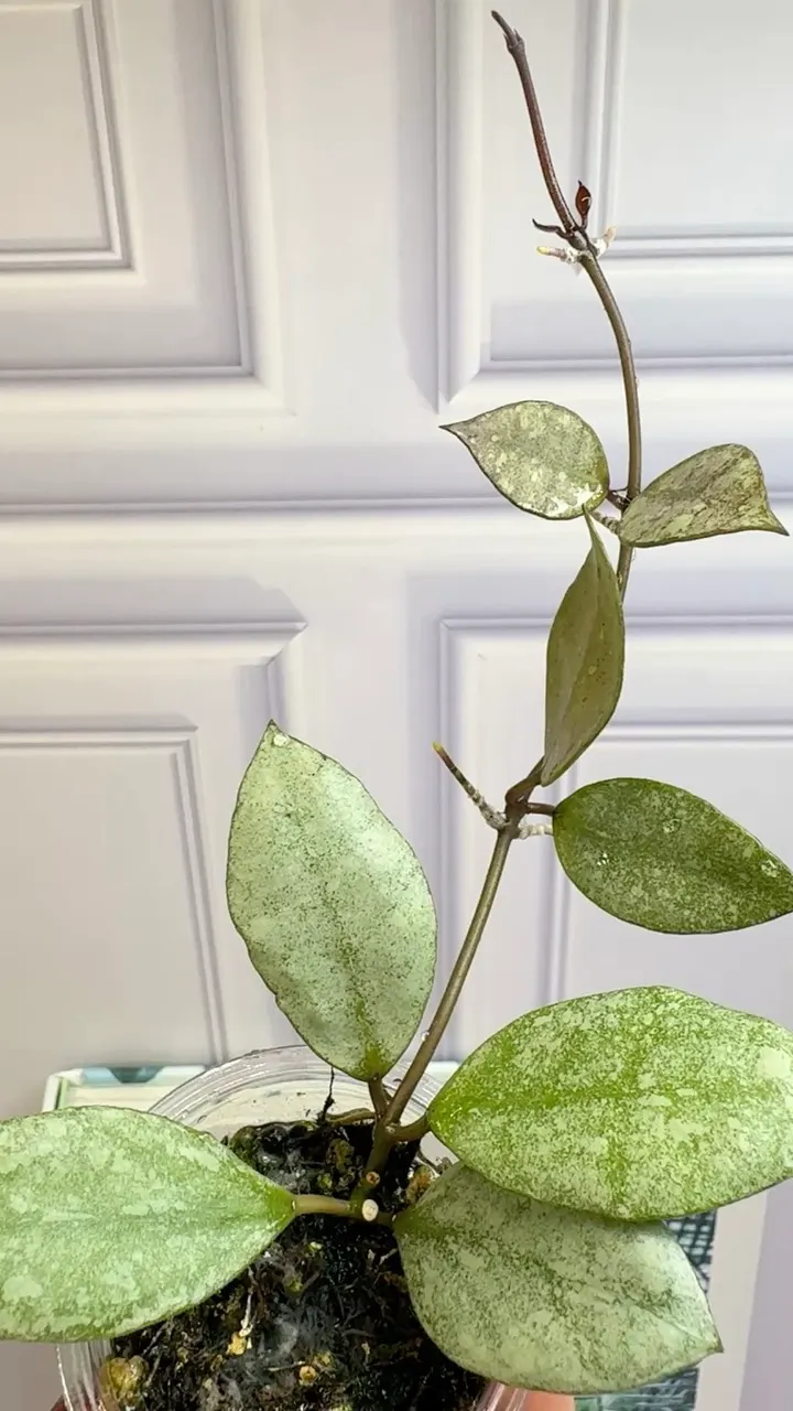 Hoya Kinabalu Silver 7 node Plant with new growth ($429) from
