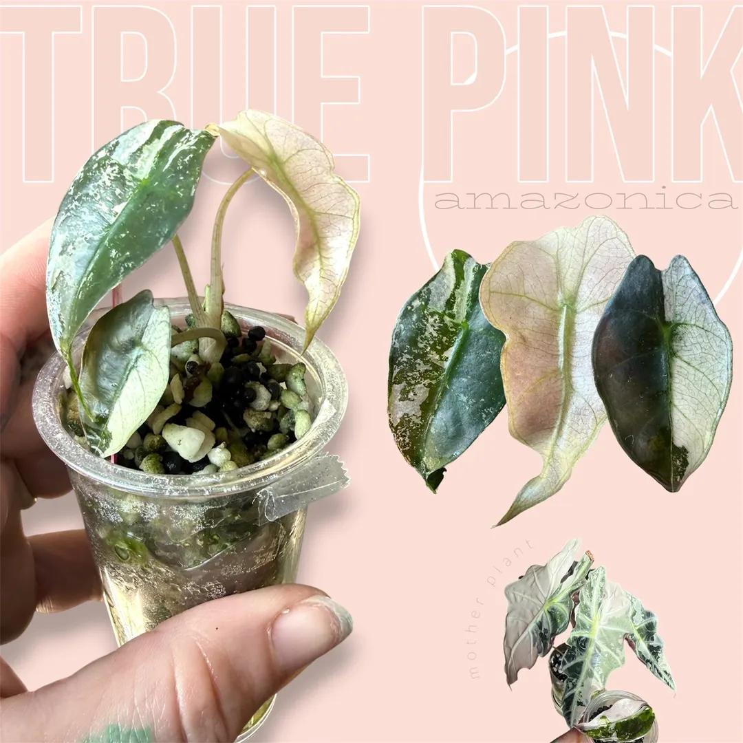 Pink amazonica - true pink amazonica - rare variegated alocasia