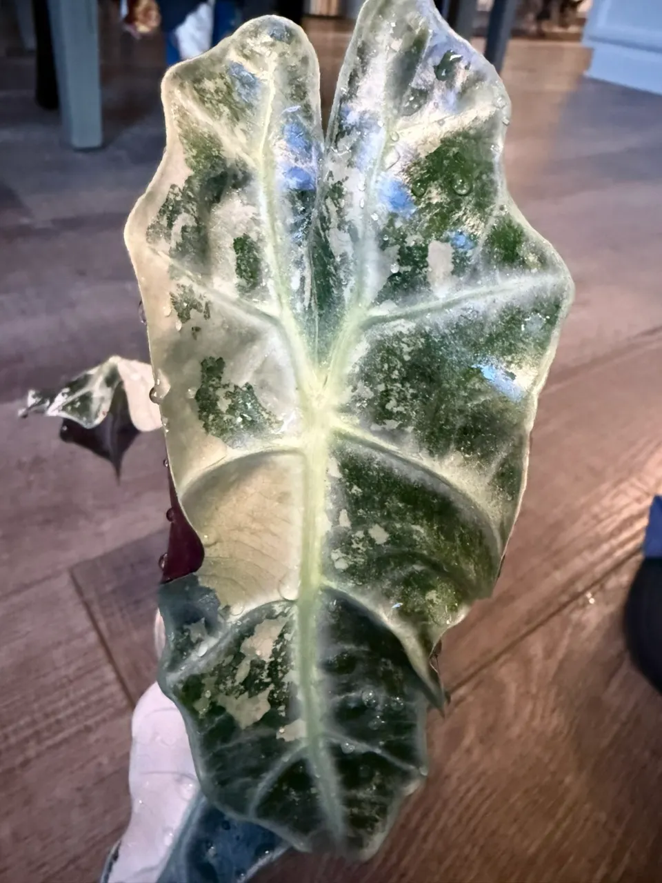 Pink amazonica - true pink - variegated alocasia ($350) from