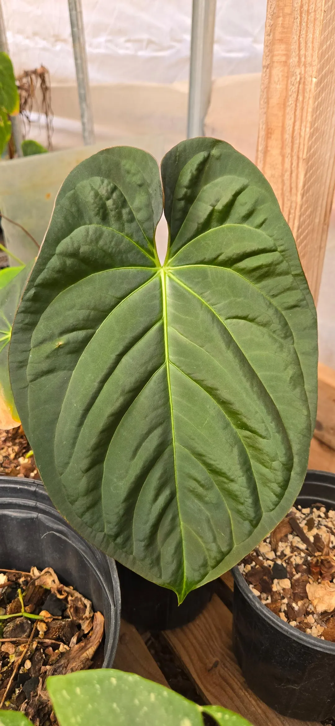 y*i様 Anthurium BVEP 脇芽 アンスリウム BVEP アントラキイ