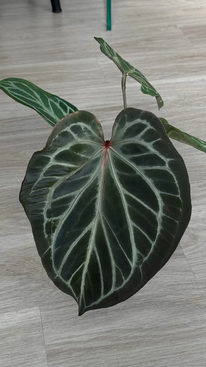 Anthurium papi fs x rvdp ($350) from @Hahaplant