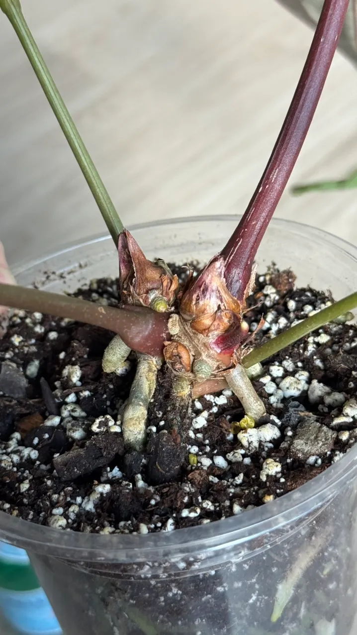 Anthurium KOS silver mutated? ($320) from @Hahaplant