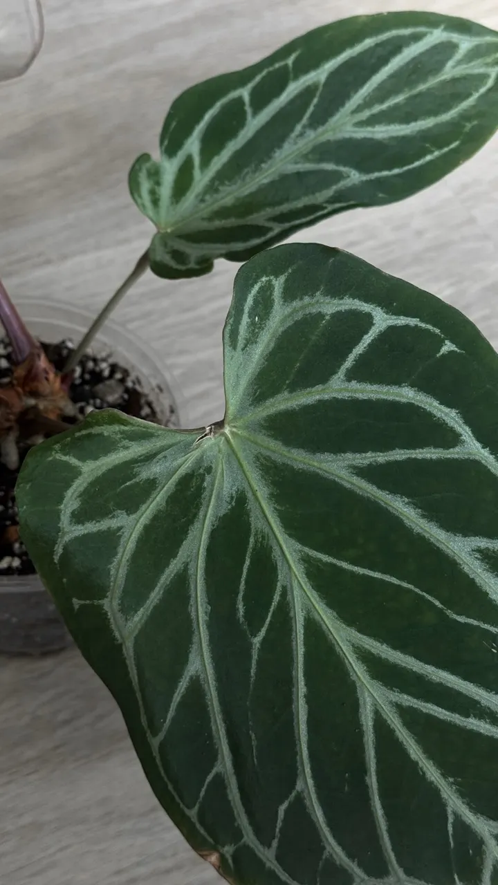 Anthurium KOS silver mutated? ($320) from @Hahaplant