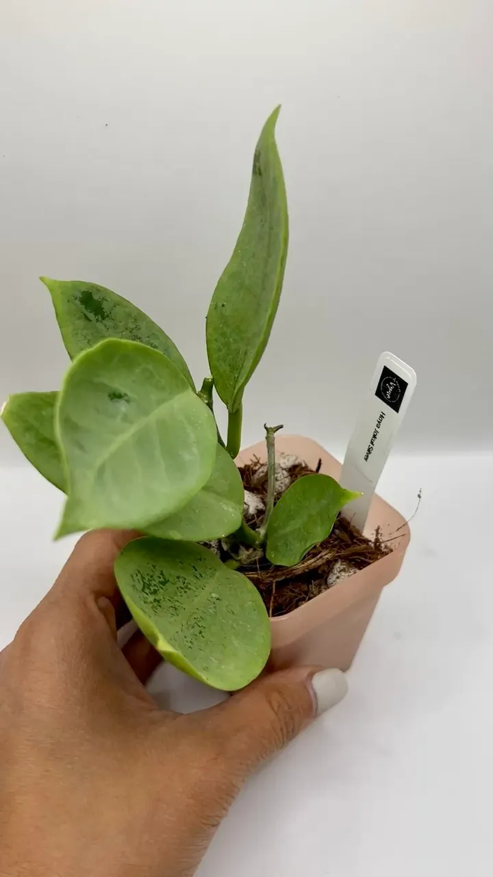 Hoya nervosa Jokul 抜き苗 発根済み Hoya Nervosa Jokul Silver ($55) from @VYNEPlants