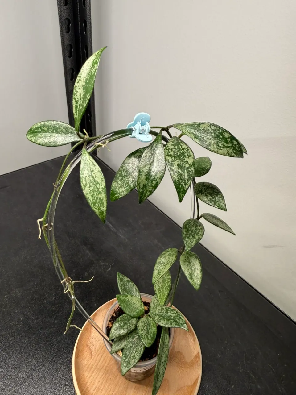 Hoya Lacunosa sp Cianjur Splash ($50) from @LeafandBloomCo