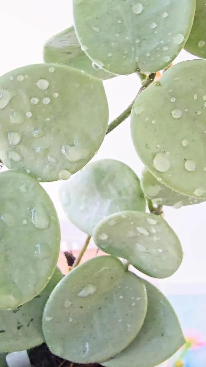 Hoya Mathilde Grey Fairy | UNROOTED fresh cutting ($130) from