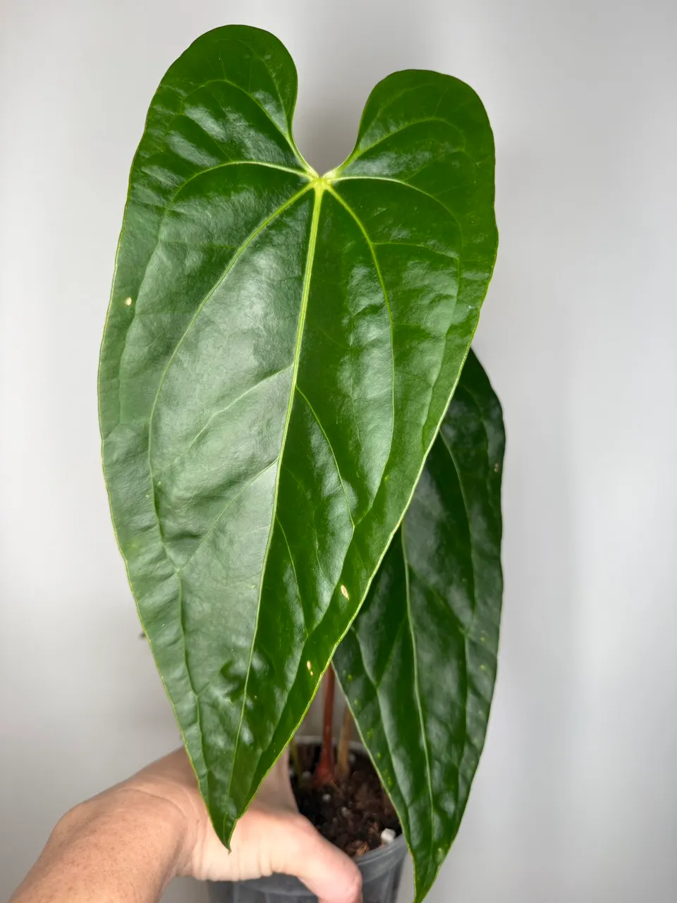 Anthurium Pangui Sunset (Nigrolaminum 'Gigi' x Regale) ($98) from