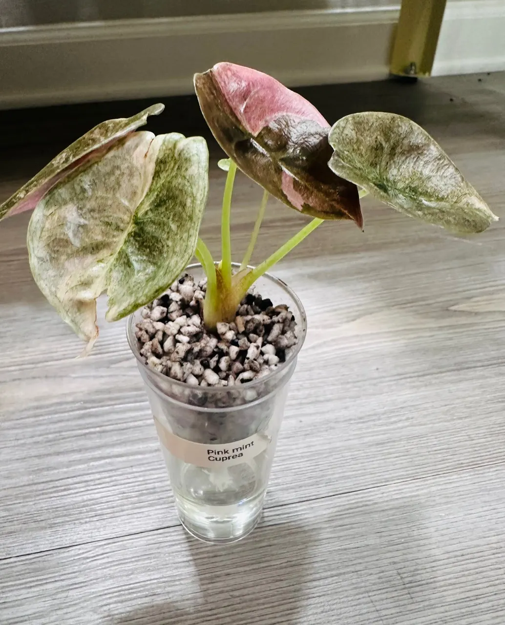 Pink Mint Cuprea Alocasia pup ($199) from @RareFloraBoutique