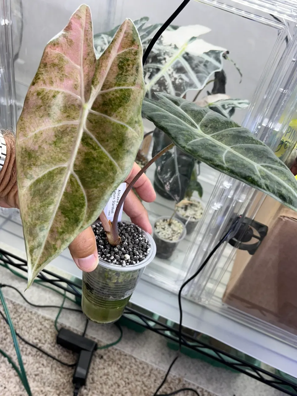 Alocasia Black Satun pink stardust! ($120) from @Tropicalobsession