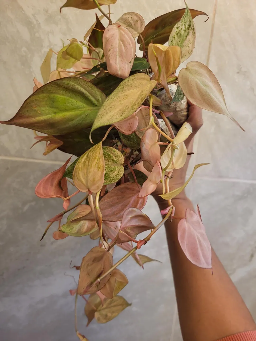 Philodendron micans strawberry mint pink variegated (CUTTING