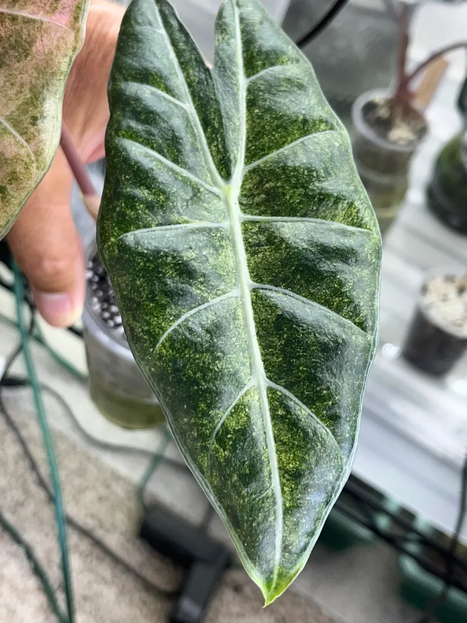Alocasia Black Satun pink stardust! ($120) from @Tropicalobsession