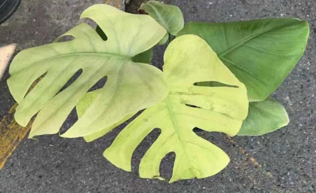 Monstera Blue Mint Tissue Culture GC ($45) from @SupremePlantCo