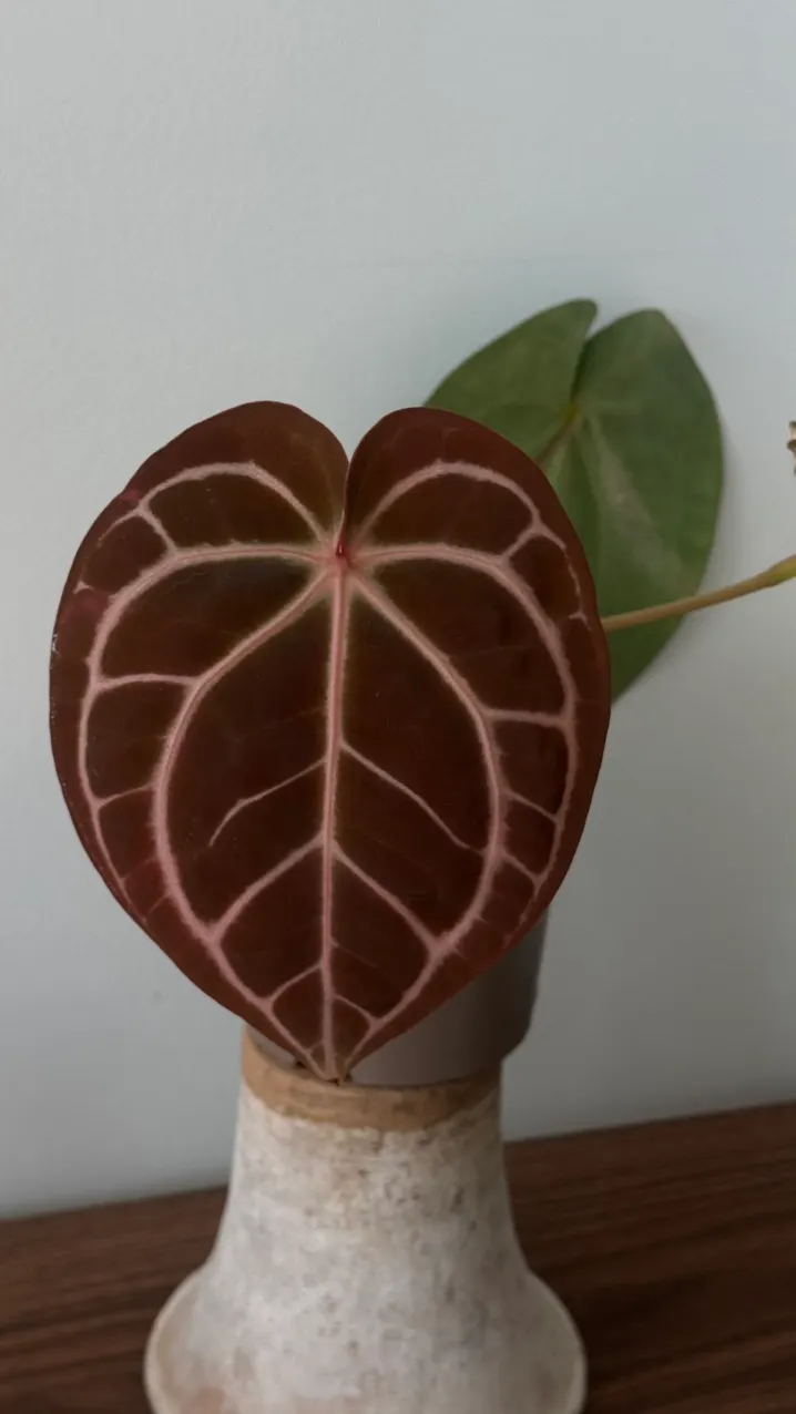 Anthurium papi fs x rvdp ($350) from @Hahaplant
