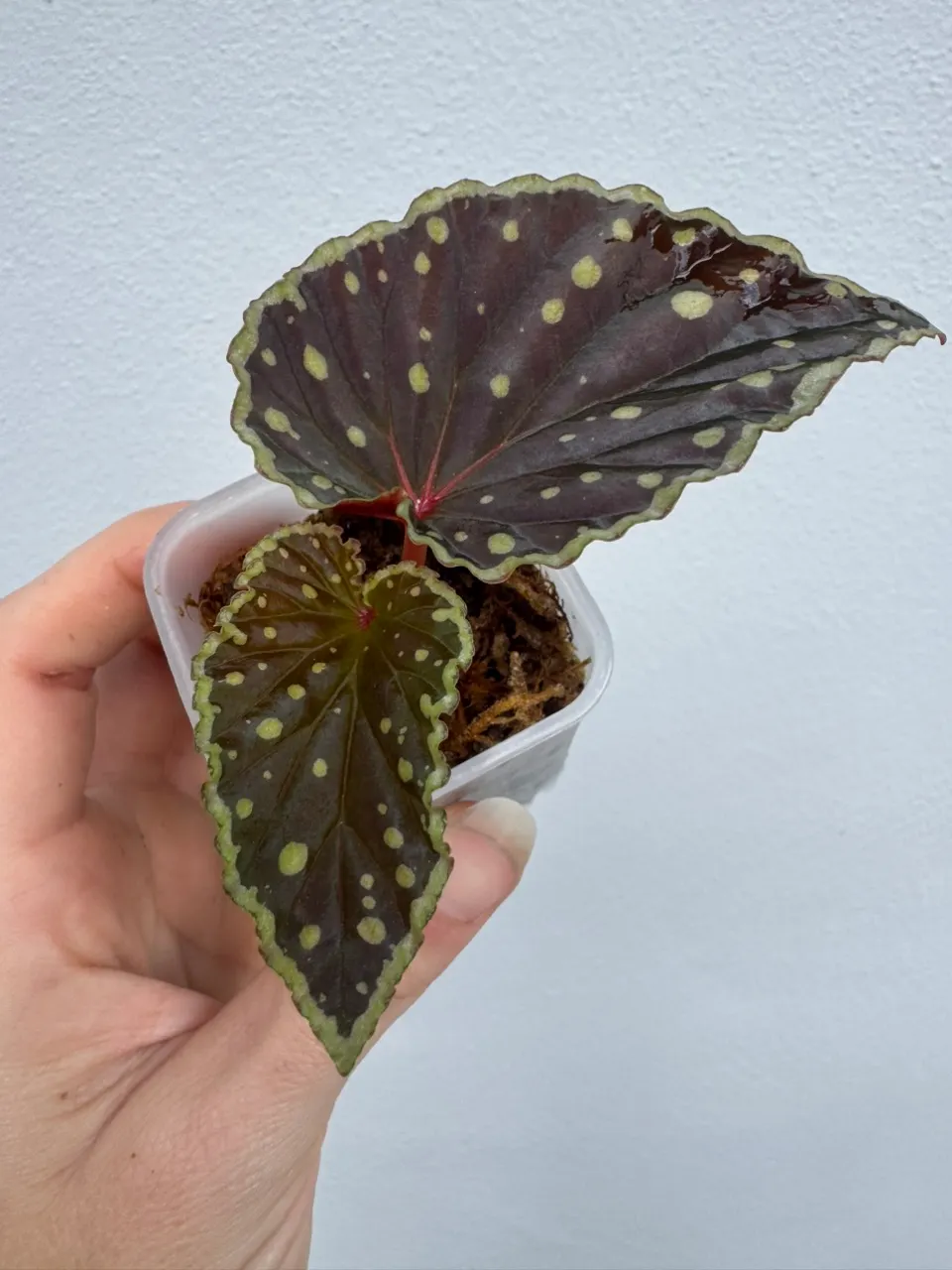 Begonia Umbrella x Begonia Dinhdui (Begonia Botanicaz 2) ($49