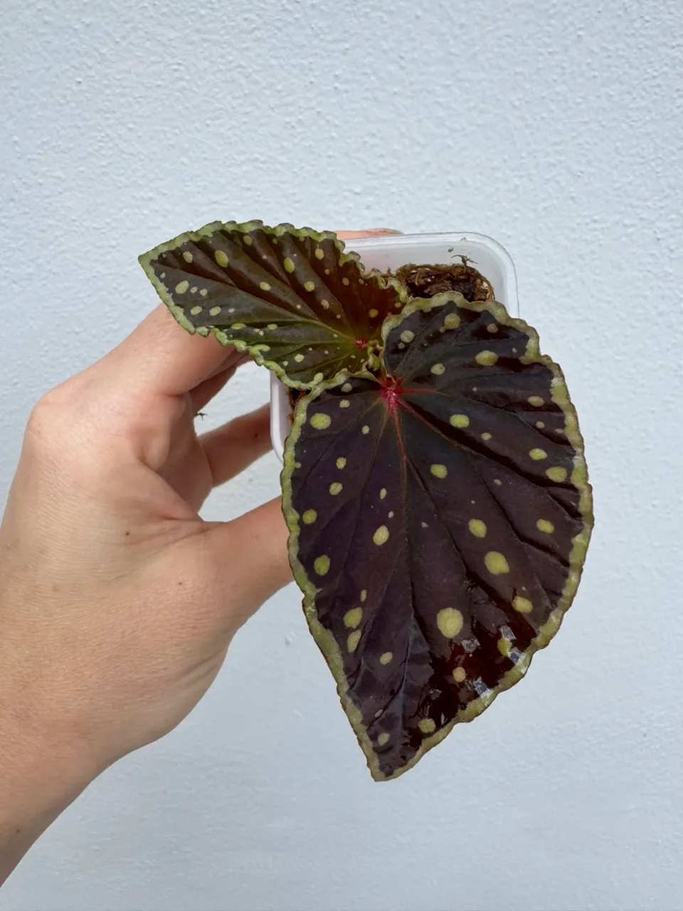 Begonia Umbrella x Begonia Dinhdui (Begonia Botanicaz 2) ($49