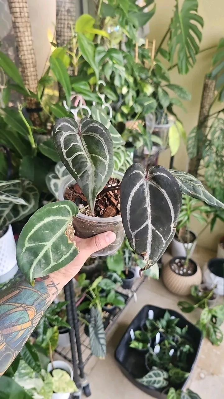 Anthurium Michelle x Black Velvet 5in clr ($85) from @MiyagisGarden