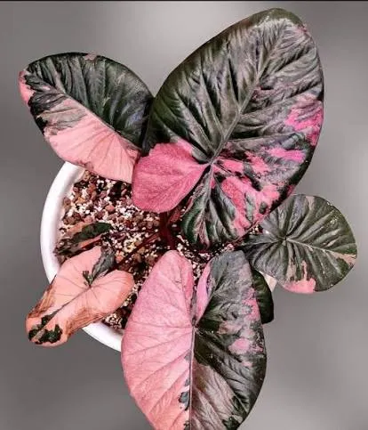 Alocasia Pink Serendipity Sprouted Corm ($75) from @garden_gangsta