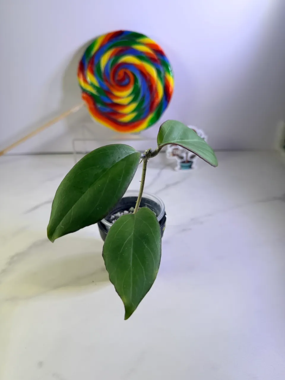 Hoya AH 073 ($26) from @HeySweetPlants