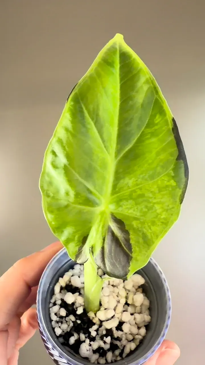 アロカシア Regal Shield Corm 946 Alocasia Regal Shield GOG (Corm Grown) ($125) from