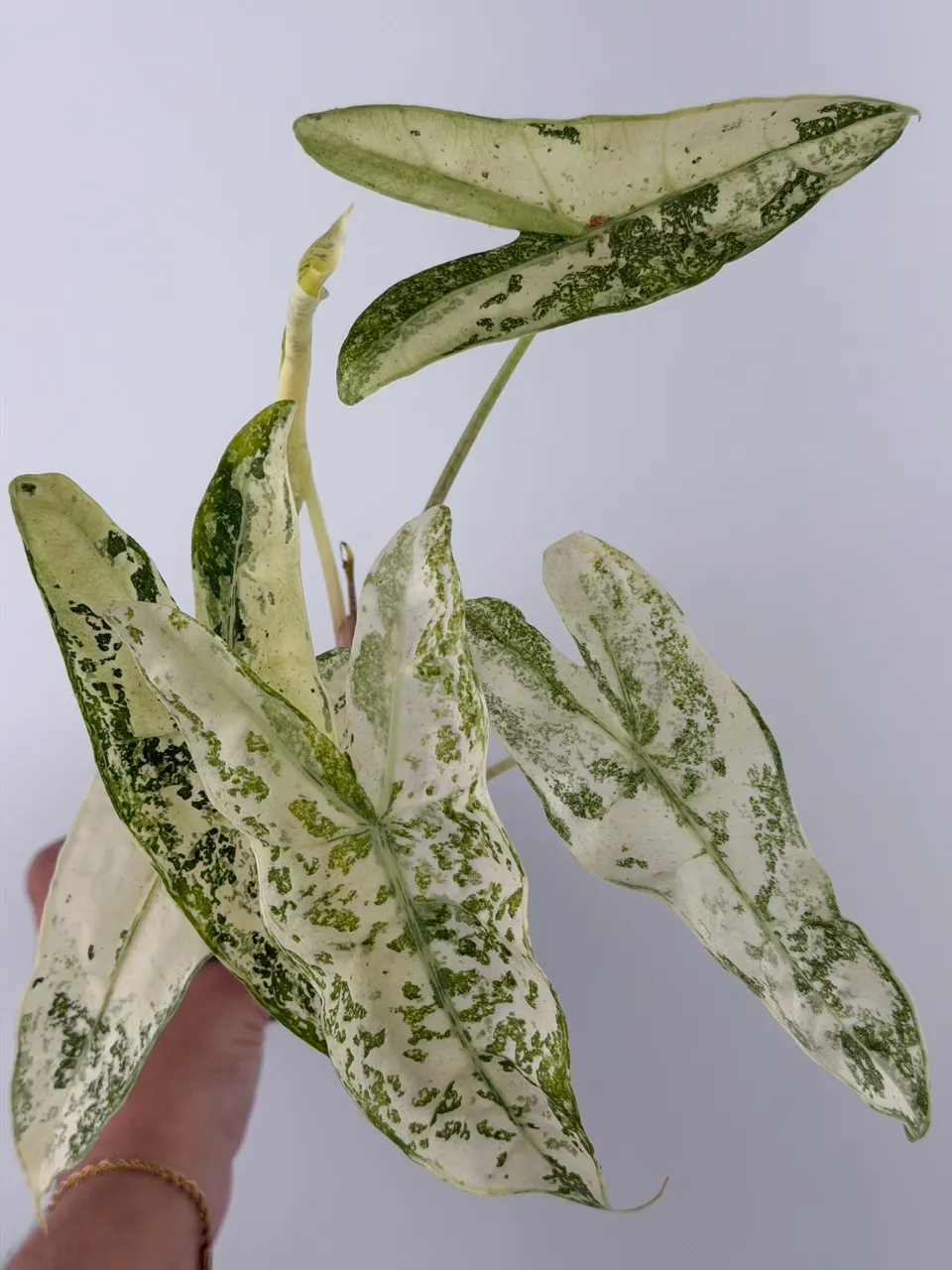 CORM: Alocasia Longiloba Thai Con Variegated ($75) from